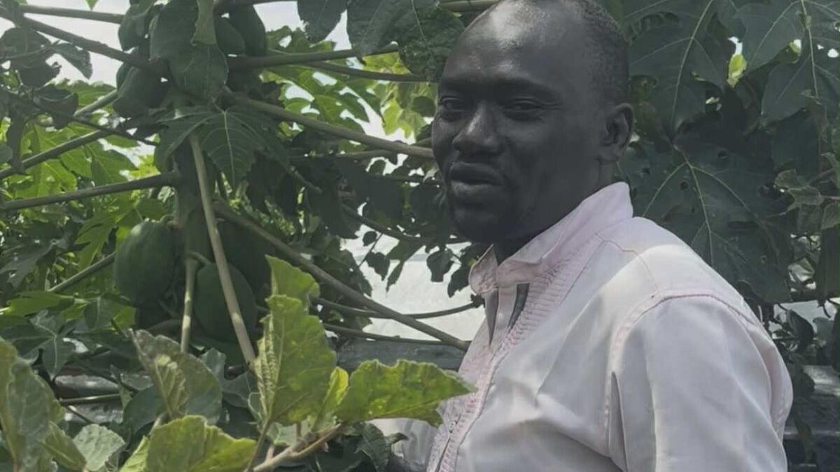 Person wearing a light-colored shirt standing among dense green foliage with large leaves and unripe papayas.